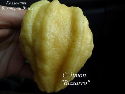 C. limon Bizzarro 3